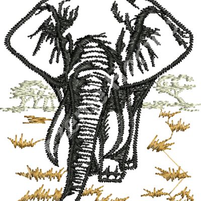 Divji slon v afriki Thumbnail